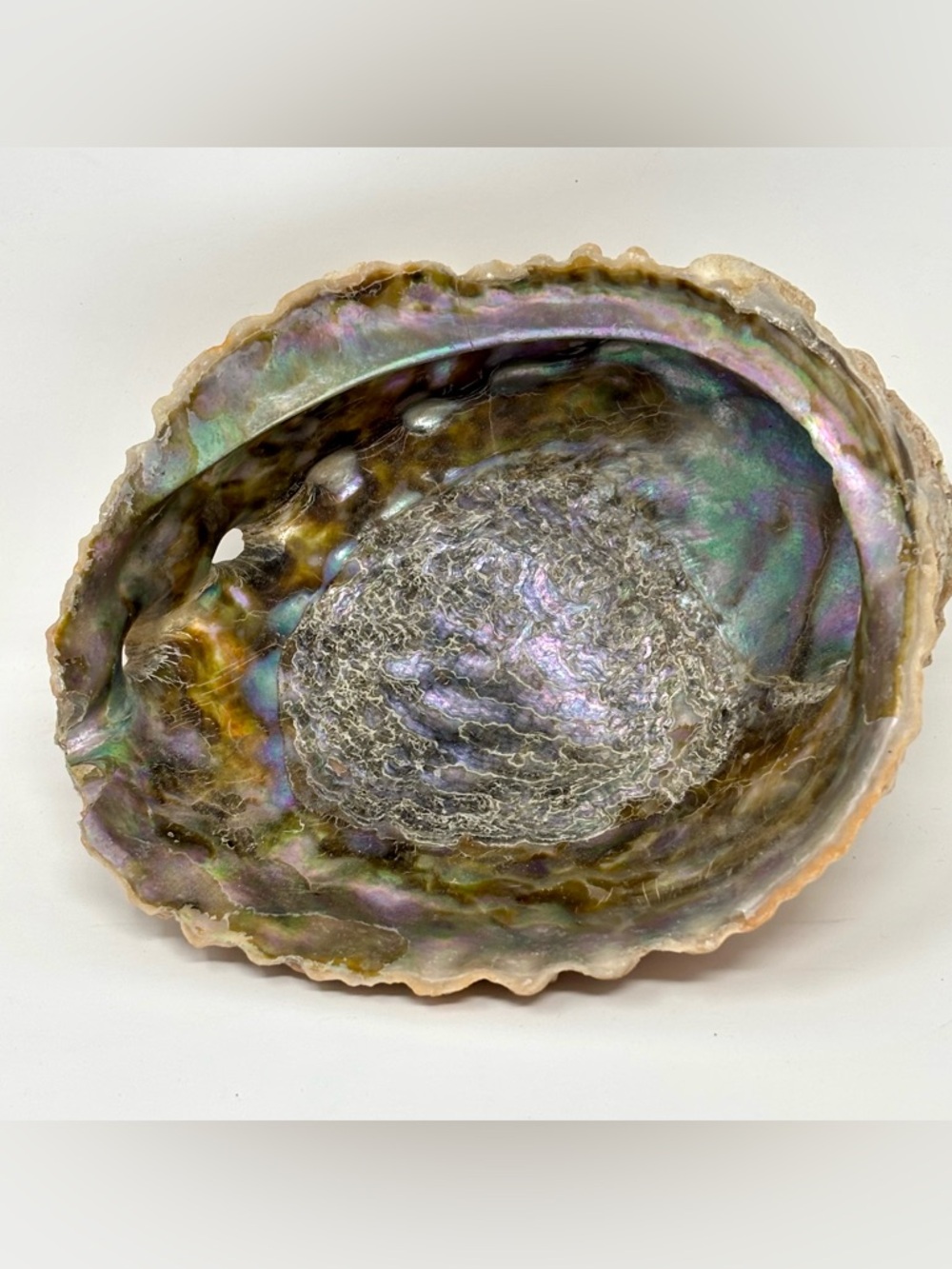 Vintage Large 6'' Across Mother of Pearl Abalone Pacific Ocean Shell Iridescent